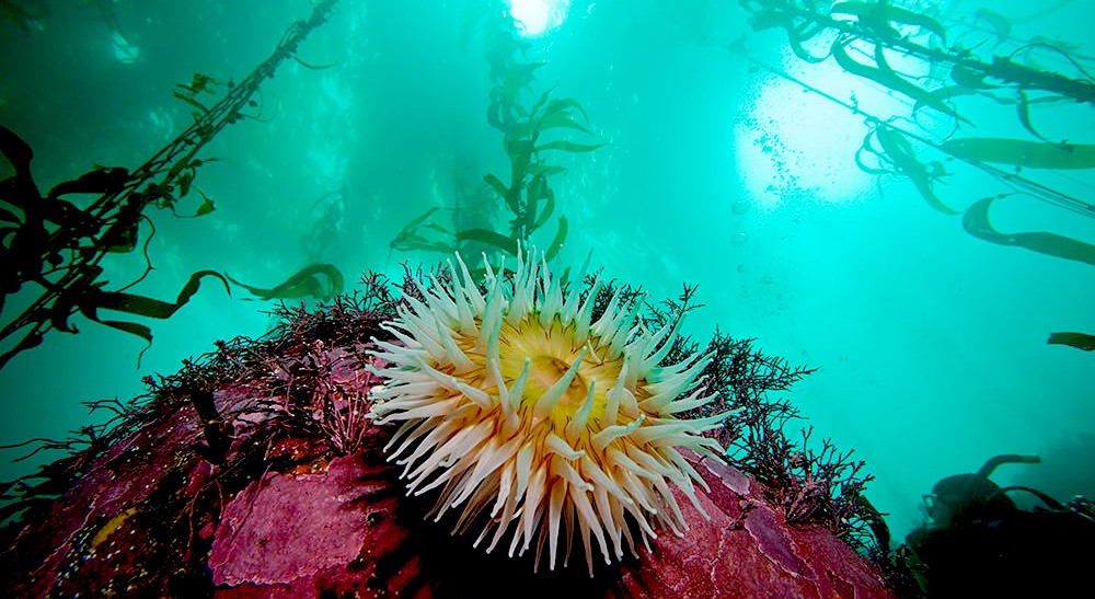 Sea anemone Monteray Bay marine sanctuary