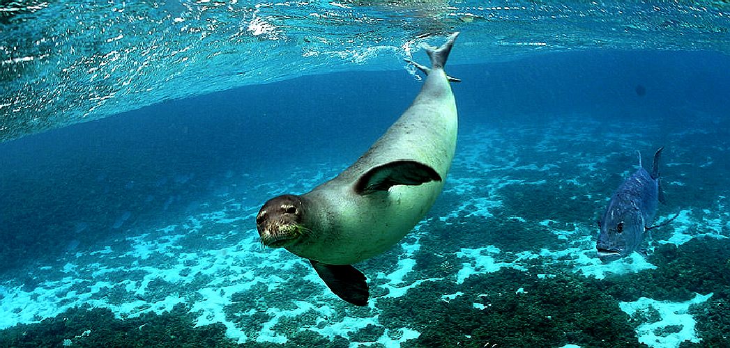 Hawaiin monk seal